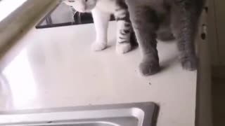 Two cats are afraid of fish