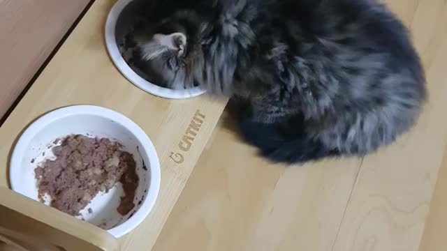 Norwegian Forest Cat Siblings First Meal Since Adoption