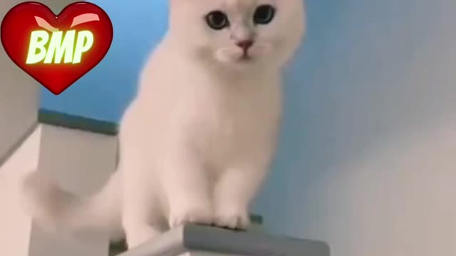 Laughing cat