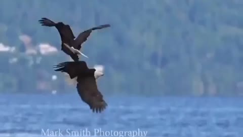 Real fight of eagles. Eagles fight eachother