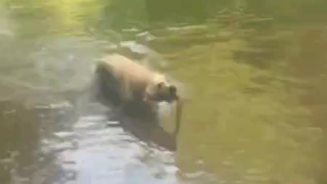 This golden retriever got moves