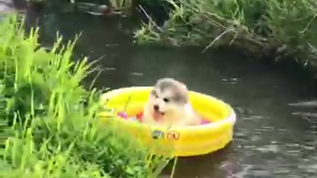 puppy sit on ballon in river cute and funny video