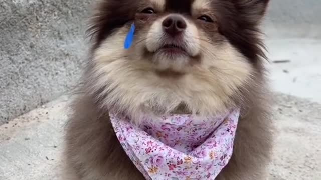 Do you cheer Suki up🥺❤️