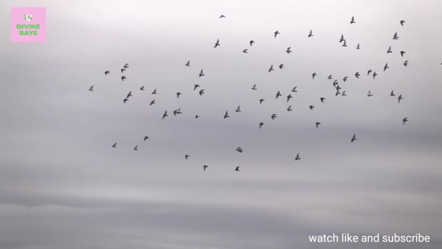 flock of birds flying