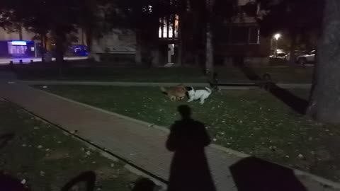 Rocky enjoying with his stray bestfriend