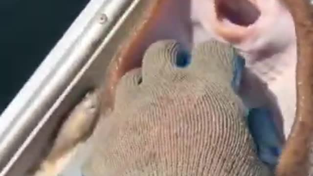 HOW TO HAPPY FISH
