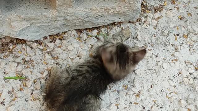 Two Kittens Playing!!