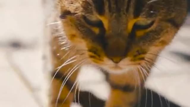 #15 Top Funny and Cute Cat videos !😹 _ Edr Pets Animals