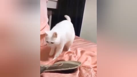 Cat Dances to Beat Box 🐈💕