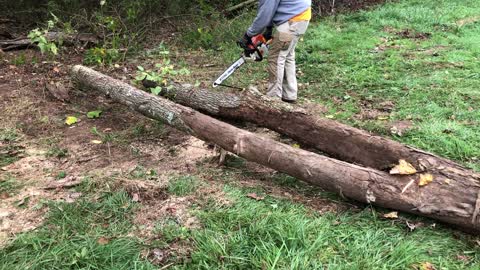 Cutting and hauling Ash Firewood Rounds