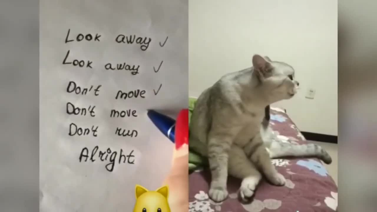 Funny Cats Talking Like Human