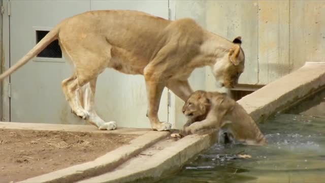 Mom knocks lion cub into the water - Lion's Family