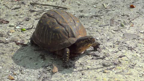 Box Turtle