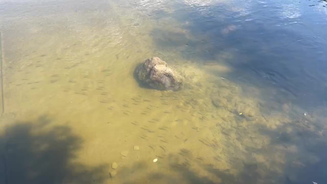 Fish feeding time at Humber River James Gardens Toronto