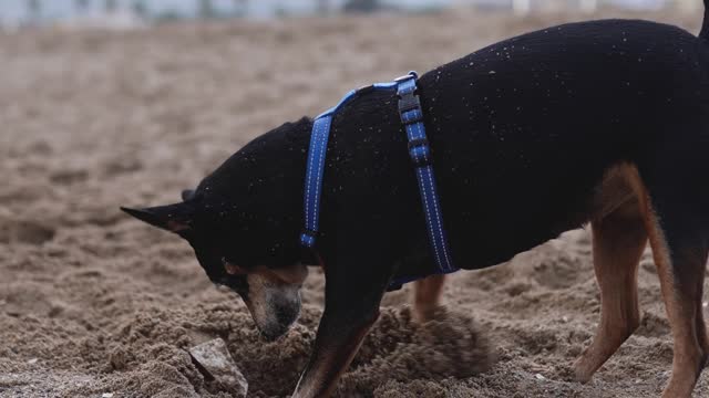 This dog is looking for something on the ground. A good dog this is the cutr dog