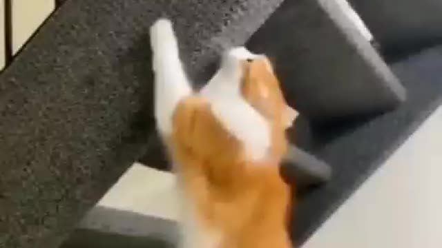 The Spectacular Spider Cat