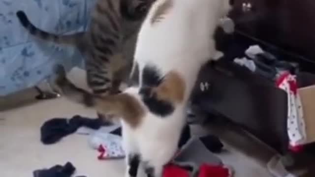 These Funny Cats Love It When Their Parents Aren't Home!!!