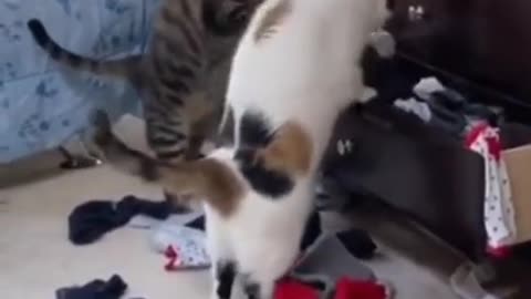 These Funny Cats Love It When Their Parents Aren't Home!!!