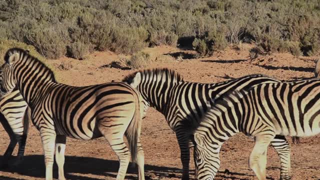 Feral horse herd