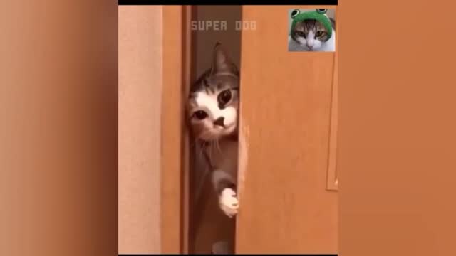 Funny cats 😂