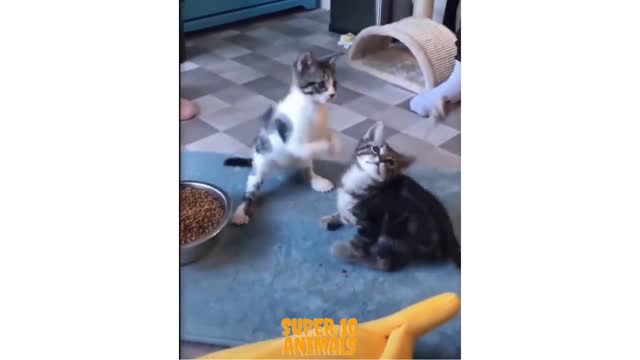 two amazing kittens playing together