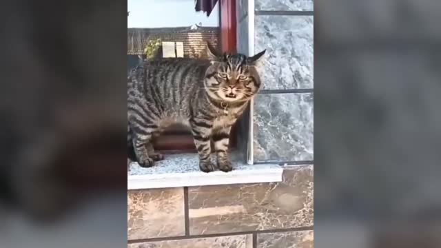 cats that can almost talk