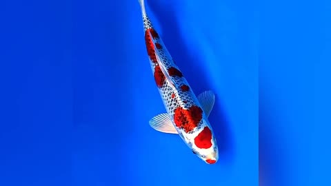 beautiful ornamental fish from Japan