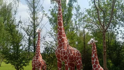 Are these three giraffes a family?