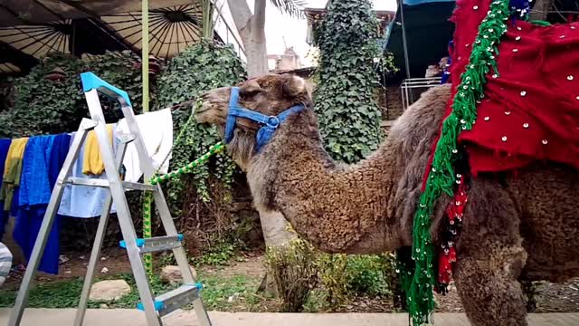 Wonderful camel you have never seen before