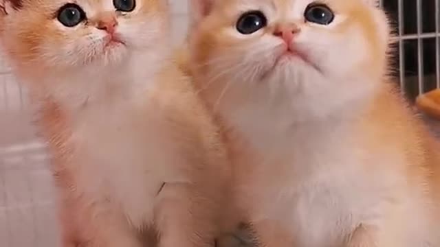 Have A Dose Of These Two Very Cute & Adorable Kittens 😍😍😍