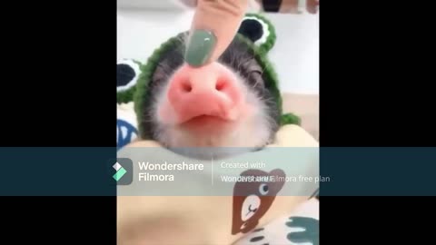 cute pig