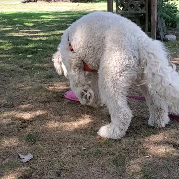 Cute puppy Goldendoodle loves his pink frisbee