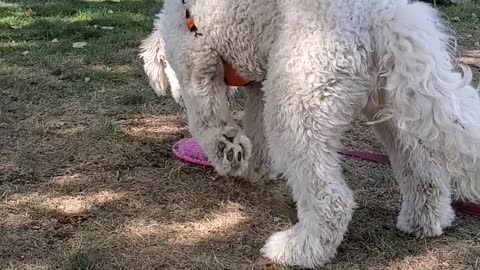 Cute puppy Goldendoodle loves his pink frisbee