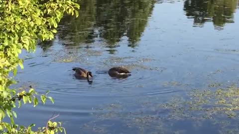 A duck in the lake