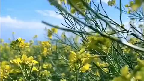 canola flower