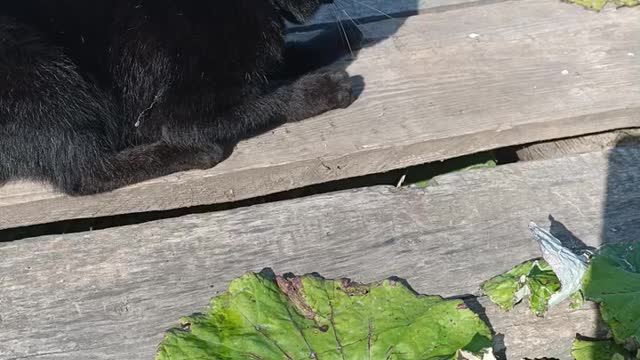 Black cat sharpens its claws