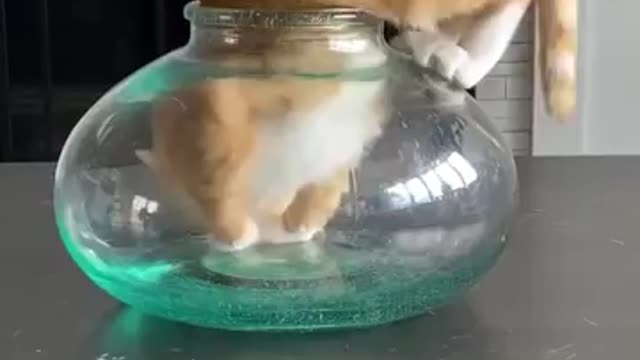 Naughty Cat l #shorts #ytshorts Share #youtubeshorts #viral #trending #cute...