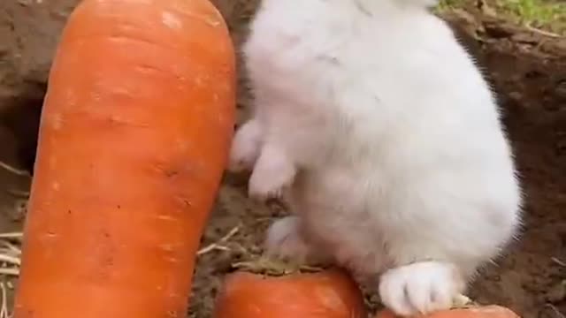 Rabbit eating carrot funny