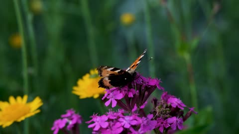 A WONDERFUL Butterfly 😍😍