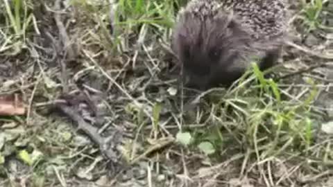 forest hedgehog