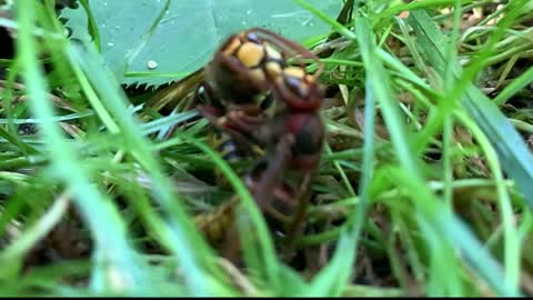 slow motion Hornet caress vespa crabro