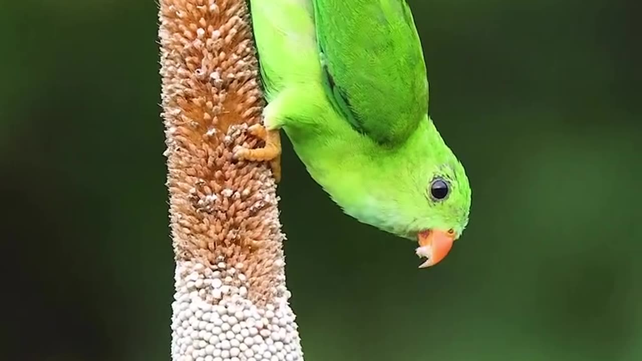 Small Parrot.