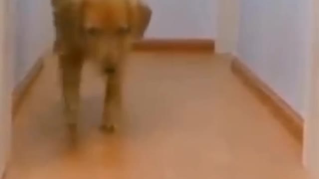 Dogs reaction when chased by toy car: Definitely you will laugh..