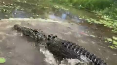 The King of crocodiles