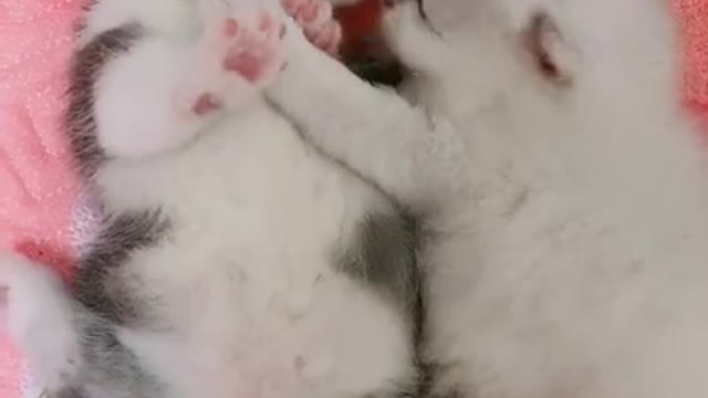 OMG So Cute Cats ♥ Best Funny Cat ❤️🐈Videos 2021