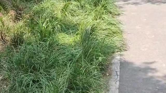 Landscape of garden path