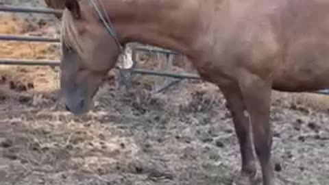 Intro to BLM Mustangs at Montana livestock auction