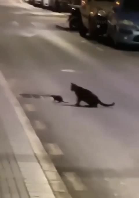 🐱🐱 chat 🐈🐈 cat