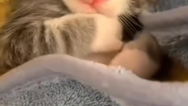 Cute cat