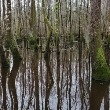 Boat ride through Swamp Park
